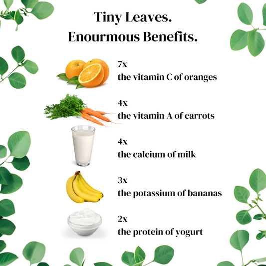 Moringa Powder – Premium Superfood for Vitality and Wellness